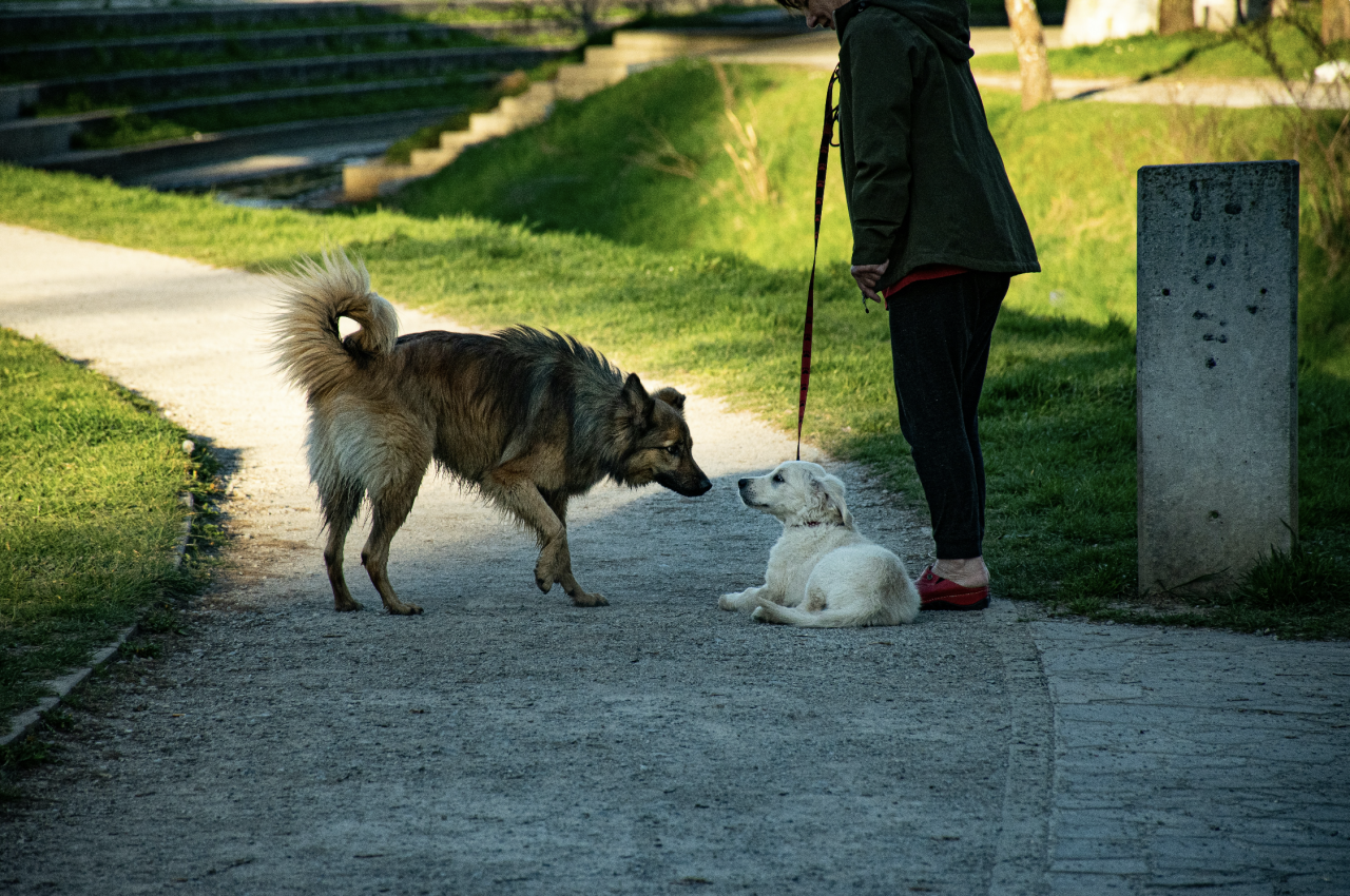 An off leash dog approaches another dog on leash. The leash is tight. The two dogs sniff each other.